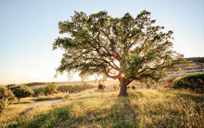 Vendita Alentejo